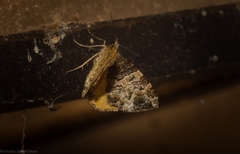 Chrysolarentia phaedra