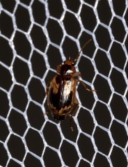 Sarothrocrepis elegans