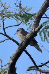 Cacomantis sonneratii