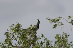 Corythaixoides leucogaster
