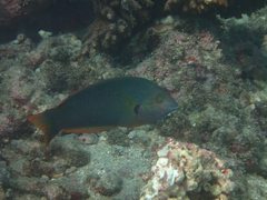 Halichoeres melanochir