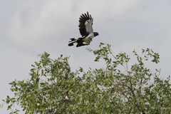 Corythaixoides leucogaster