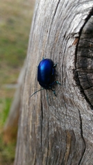 Oreina cacaliae