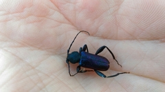 Callidium violaceum