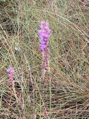 Liatris chapmanii