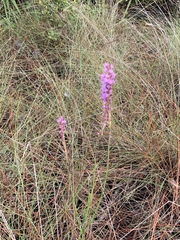 Liatris chapmanii