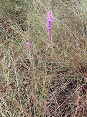 Liatris chapmanii