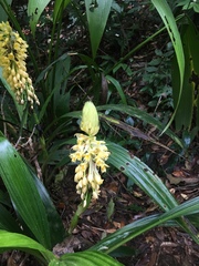 Calanthe formosana