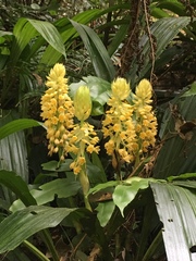 Calanthe formosana