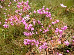 Boronia thujona