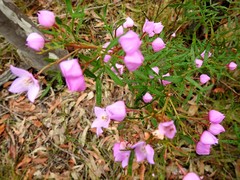 Boronia thujona