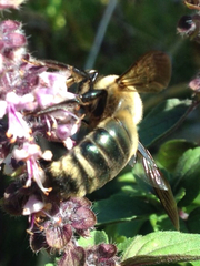 Xylocopa virginica texana