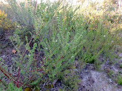 Prostanthera behriana