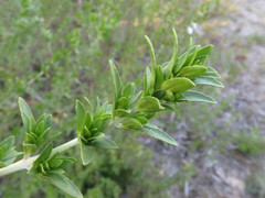 Prostanthera behriana