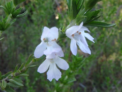 Prostanthera behriana