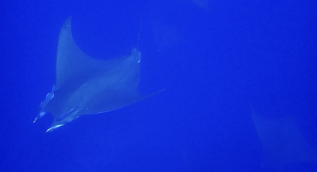 Sicklefin devil ray gliding in deep blue water