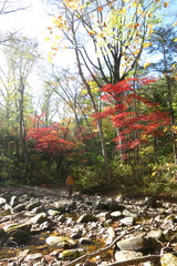 Acer pseudosieboldianum