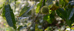 Castanea crenata