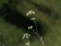Pimpinella tragium