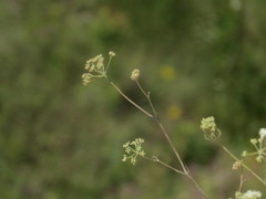 Pimpinella tragium
