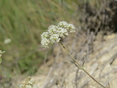 Pimpinella tragium