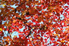 Acer pseudosieboldianum