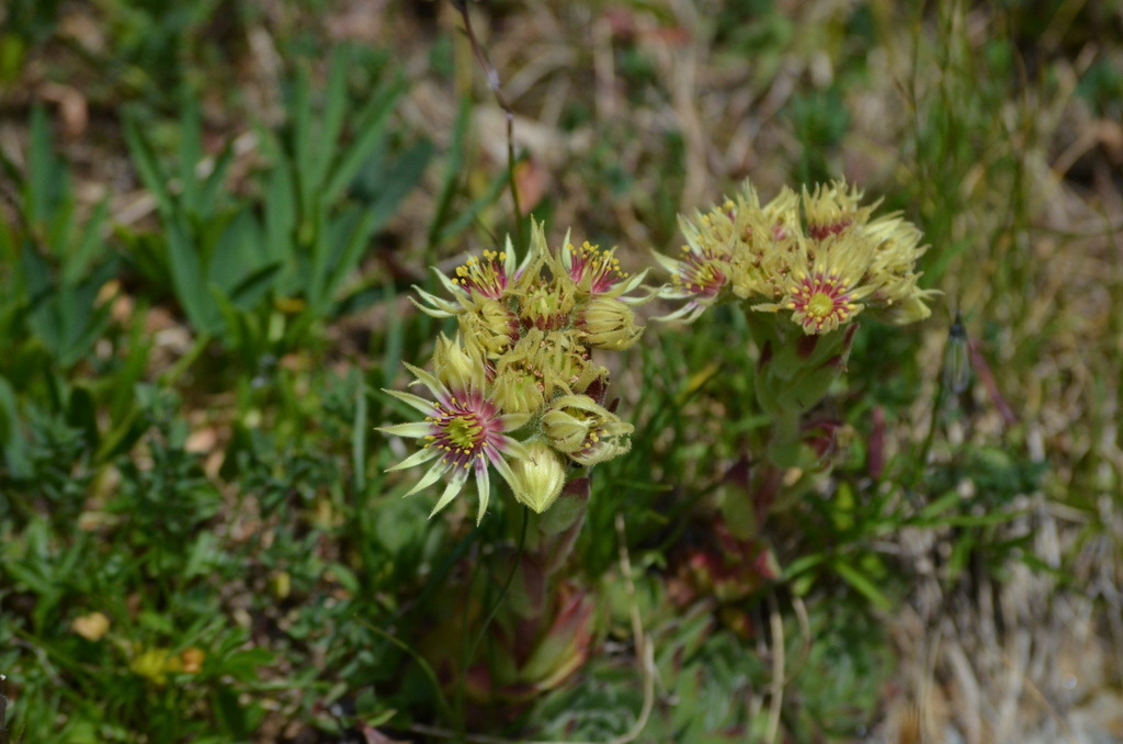 Sempervivum grandiflorum; photograph (c) Matteo Negro, some rights reserved (CC BY-SA)