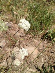 Perideridia parishii latifolia