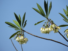 Elaeocarpus hainanensis