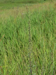 Artemisia armeniaca