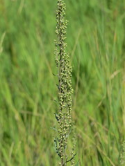 Artemisia armeniaca