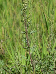 Artemisia armeniaca