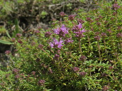 Thymus calcareus
