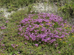 Thymus calcareus