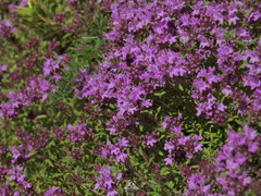 Thymus calcareus