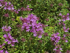 Thymus calcareus