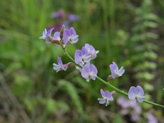 Astragalus austriacus
