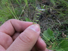 Astragalus austriacus