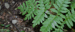 Osmunda japonica