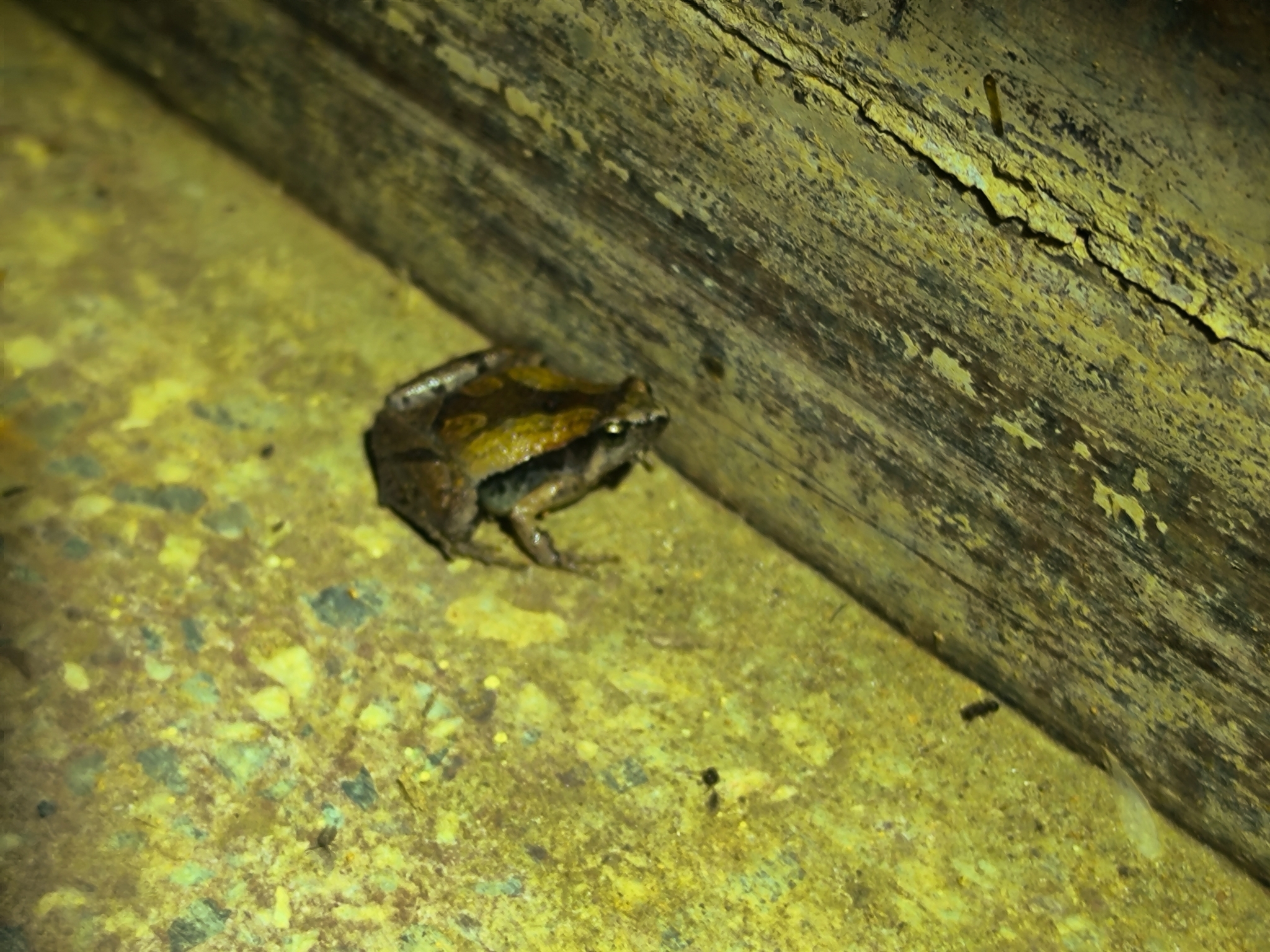 Ornamented Chorus Frog