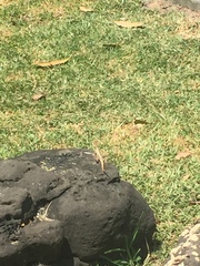 Calotes versicolor