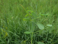Vicia pisiformis