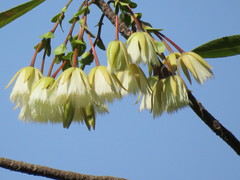 Elaeocarpus hainanensis