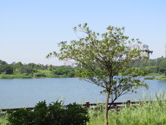 Elaeocarpus hainanensis