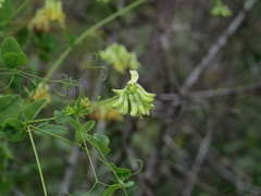 Vicia pisiformis