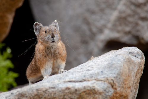 American Pika