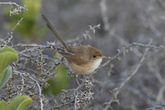 White-Winged Fairywren photo 2