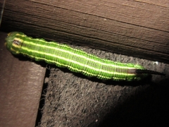 Sphinx morio arestus