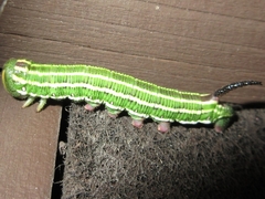 Sphinx morio arestus