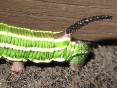 Sphinx morio arestus